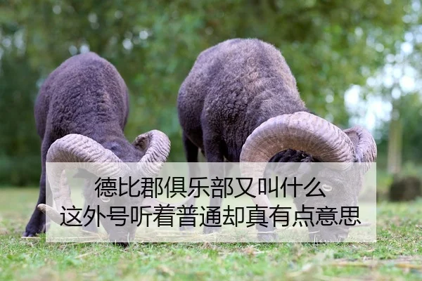 de-bi-jun-ju-le-bu-you-jiao-shen-me-zhe-wai-hao-ting-zhe-pu-tong-que-zhen-you-dian-yi-si-2-934.jpg